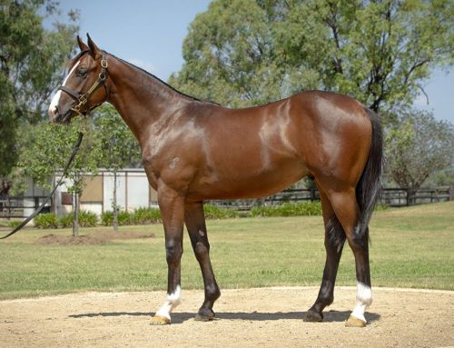 Lot 758: Bivouac x Sweet Strike colt