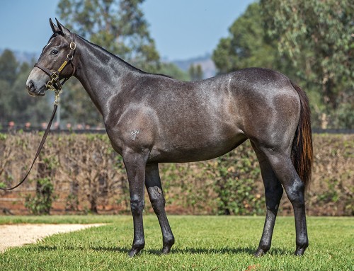 Lot 759 – I Am Invincible (AUS) x Girl in Flight (AUS)