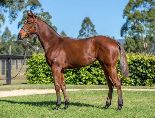 Shadwell Weanling – Lot 76 – I Am Invincible x Elzeeza – Filly