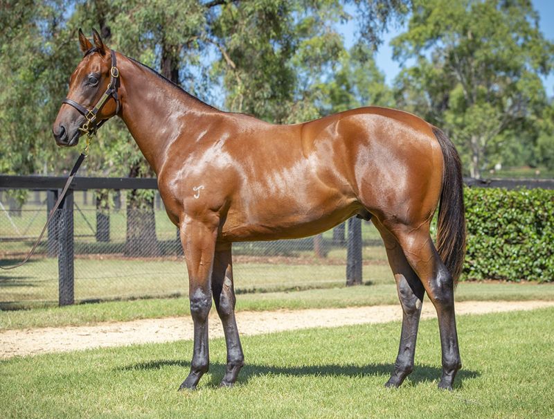 Lot 78: Bay Colt, I Am Invincible X Mark Two (nz) – Yarraman Park Stud