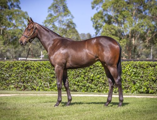 Lot 782: Hellbent x Pierro Moss, filly