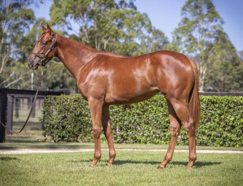 Lot 8: Capitalist x Taylor’s Command, filly