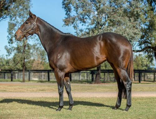 Shadwell Race Filly – Lot 805 – Hindaam (NZ)