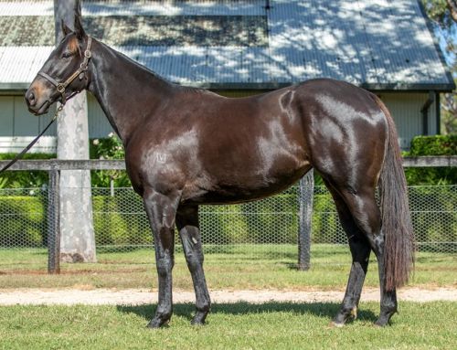 Shadwell Race Filly – Lot 806 – Infitaah (NZ)