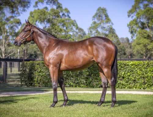 Lot 814: I Am Invincible x Quality Response, filly