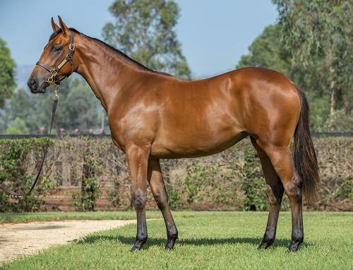 Lot 821 – I Am Invincible (AUS) x Impressions (AUS)