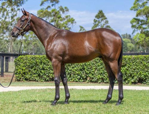 Lot 840: Pierro x Lady Grazier colt