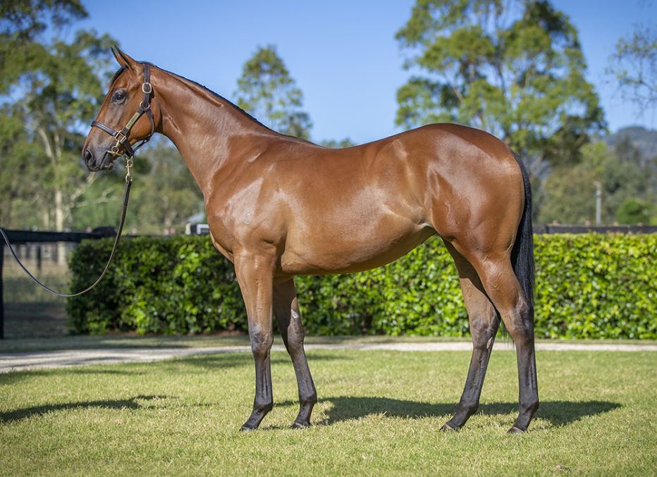 2023 Magic Millions Yearling Sale