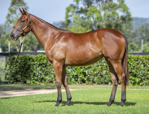 Lot 893: Bay Filly, I Am Invincible x Crown Witness