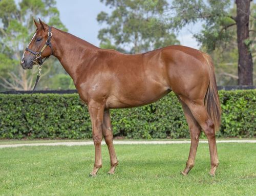 Lot 899: Capitalist x Luskintyre Lass filly