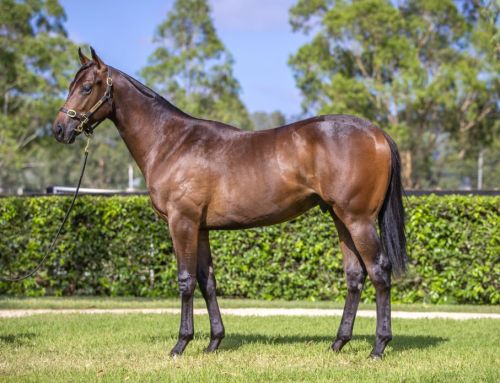 Lot 900: I Am Invincible x See Me Exceed, colt