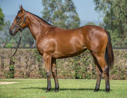 Lot 905 – Shooting to Win (AUS) x Courageous Kitty (AUS)