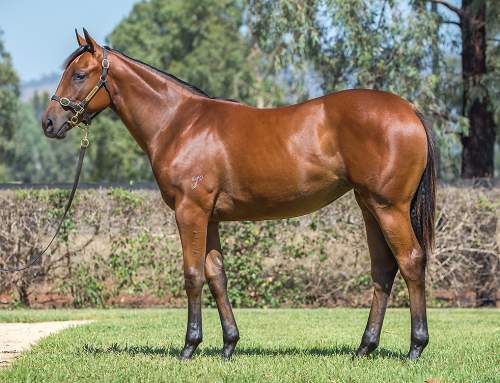 Lot 916 – I Am Invincible (AUS) x Devoirs (AUS)