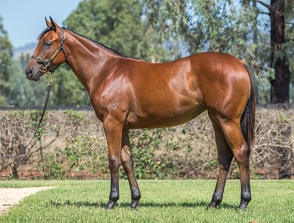 Lot 916 - I Am Invincible (AUS) x Devoirs (AUS) – Yarraman Park Stud