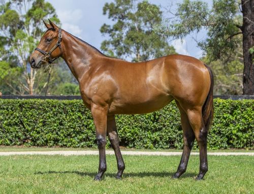 Lot 918: I Am Invincible x Mark Two filly