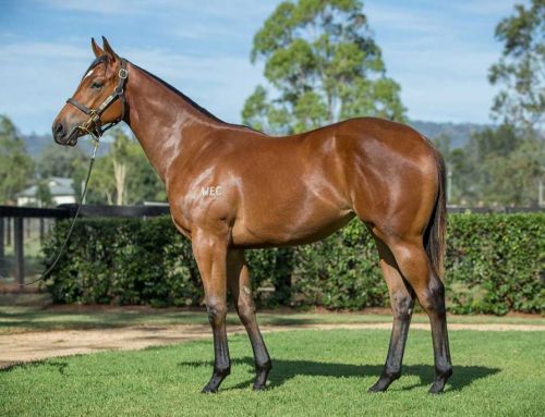Lot 920 – Hellbent x Unswerving – Filly