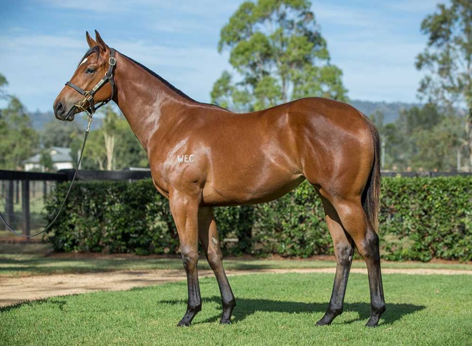 Lot 920 – Hellbent x Unswerving – Filly – Yarraman Park Stud