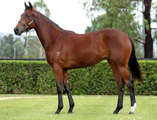 Lot 921 – I Am Invincible x Cathead – Filly