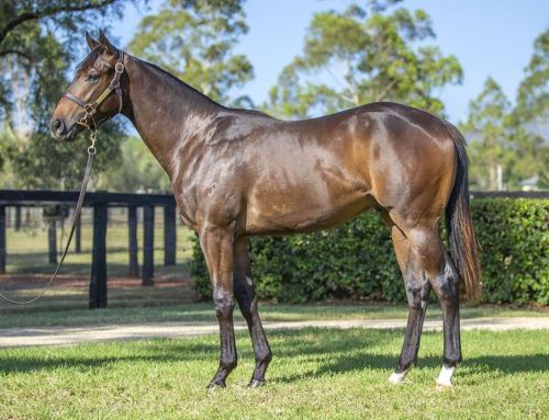 Lot 964: Capitalist x Missile Mantra colt