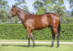 2026 Inglis Easter – Lot 245