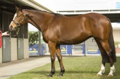 Yarraman Sell Top Lot MM Day Two