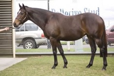 Yarraman Bred Mare Makes $1.25 Million