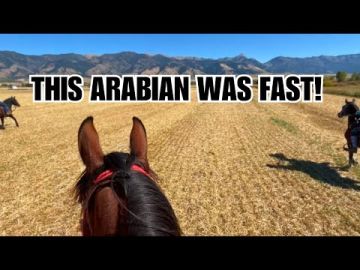 Galloping an ARABIAN in Montana! This horse was SO FAST!