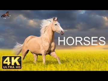 HORSES 4K - Scenic Relaxation Film With Calming Music